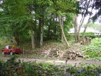  First three elms down and logged up